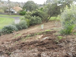 Planting on the hillside